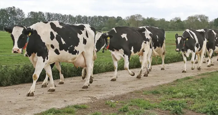 Familie de Groot testimonial