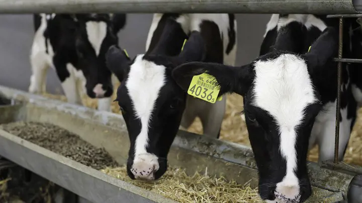 Familie Dielissen testimonial