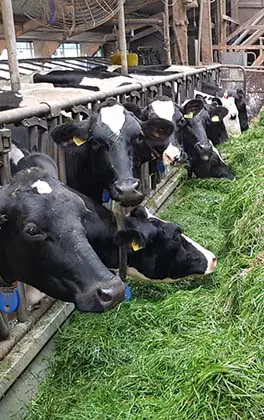 Familie Bijker testimonial