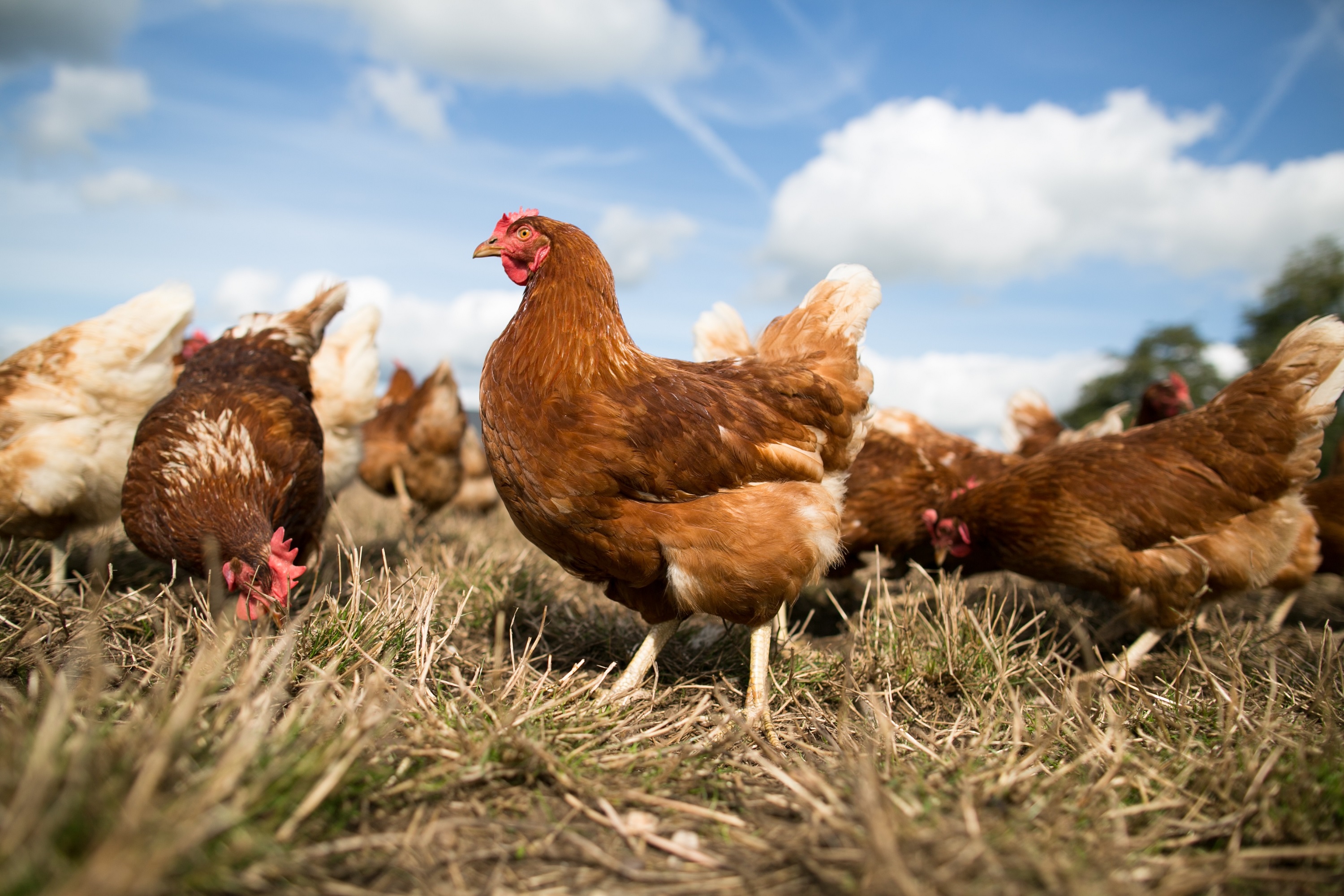 Wormbestrijding Bij Biologische Leghennen